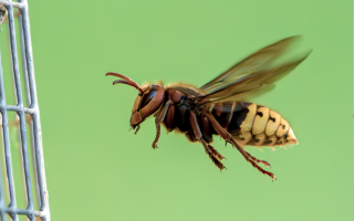 Rodial's Bee Venom Serum