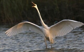 Dubai: The Harmony of a Megacity and Wildlife
