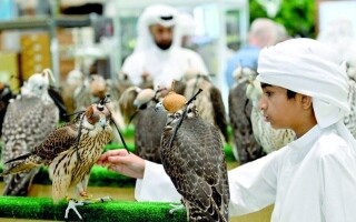 Изучение наследия соколиной охоты в Абу-Даби