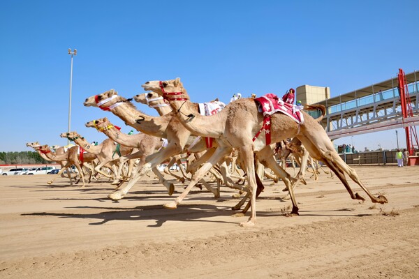 Strong Competition at Dubai's Camel Racing Festival