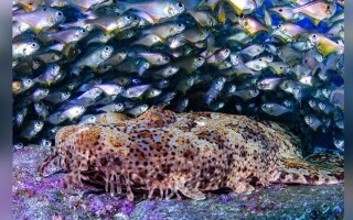 Восход фотографии как популярной художественной формы