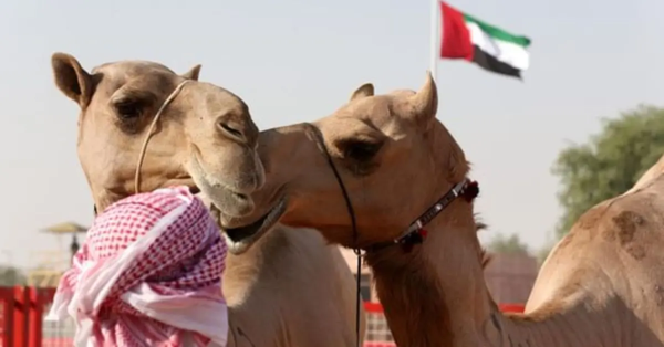 Al Dhafra Festival Kicks Off in Abu Dhabi