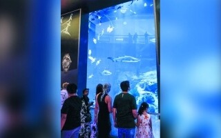 Исследуйте аквариум Дубая: Уникальное подводное приключение