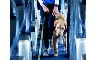 The Travel Industry Embraces Pets