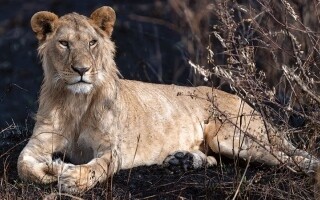Emirati Photographer: From Spontaneity to Professionalism in the Wild