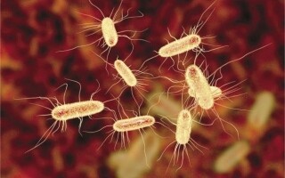 Common Myths About the Stomach Bacterium and Proper Treatment
