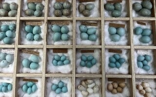 Человек избежал тюремного заключения за кражу тысячи диких птичьих яиц