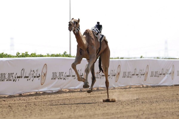 Фестиваль Большой премии Зайда по скакунам 2025 проходит в Абу-Даби