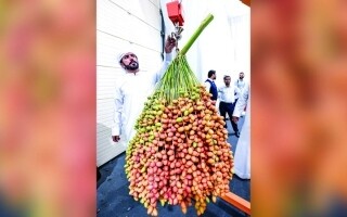 Запуск Фестиваля Фиников в Дубае