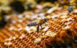 Офис по защите окружающей среды Великобритании запускает расследование по экстренному использованию запрещенного инсектицида