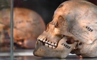 Британский аукционный дом отзывает продажу древних египетских черепов