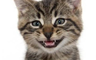 Study Reveals Abnormal Behavior in Domestic Cats