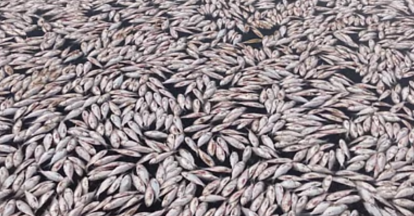 Scores of Dead Fish Found in Abu Dhabi Canal