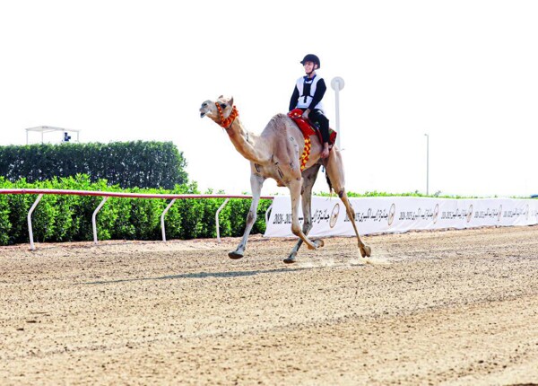 Наследственные скачки на верблюдах в рамках Гран-при Зайда