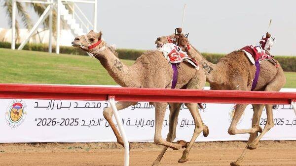 2025-2026骆驼赛马节继续进行