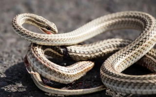 ¿Puede una serpiente morderse a sí misma y qué pasa?