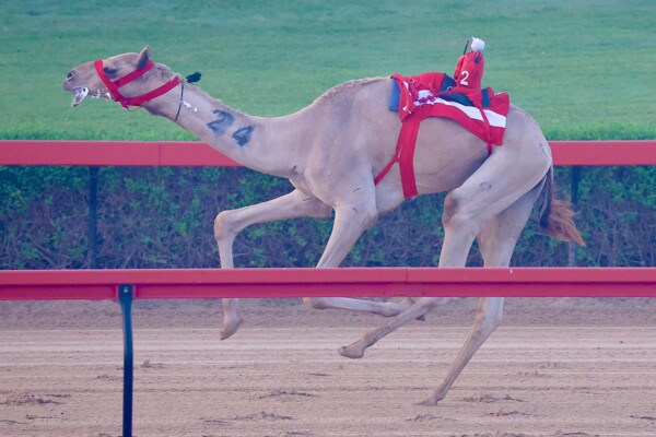 Dubai Camel Racing Club Concludes Junior Challenges