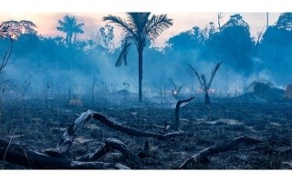 Африканские леса превратились из поглотителей углерода в его источник