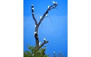 A Family of Egrets Takes a Break in Dubai