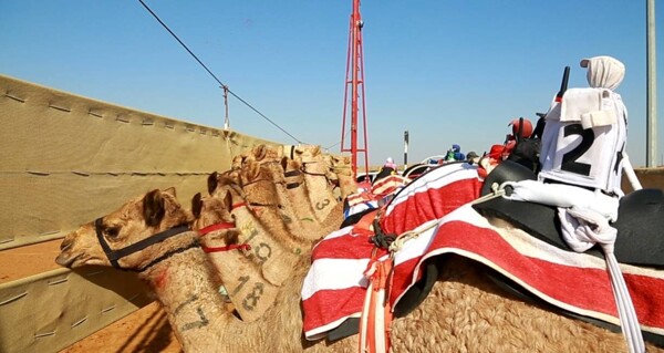沙迦一年一度的骆驼赛跑