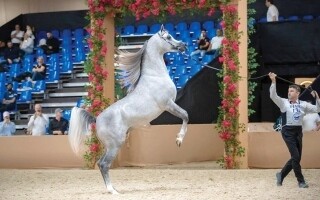 迪拜国际阿拉伯纯血马锦标赛裁判名单公布