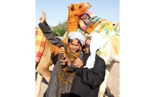 Saffron-Dyed Camels: A Timeless Tradition at Dubai's Festival