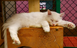 Common Cat Myths: What Does Science Say?