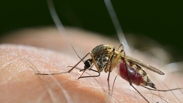 ОАЭ усиливает Антикомариную кампанию для борьбы с распространением
