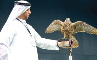 Falconry Competition at Al Dhafra Festival