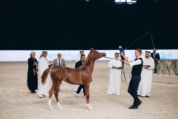 В ОАЭ завершился чемпионат по красоте арабских скаковых лошадей