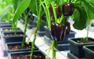 Путь Мариам Аль Джанеби к устойчивому сельскому хозяйству