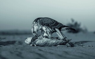 Эмиратский фотограф Фатима Аль Муса демонстрирует наследие через монохромную фотографию