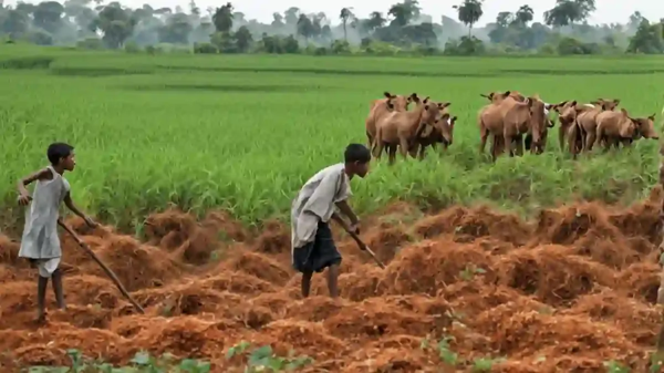 欧行预测能源高价将导致新兴市场增长下调