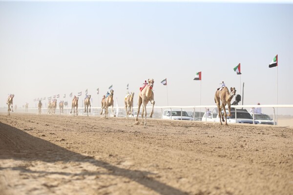 The Second Zafra Festival for Camel Racing Concludes Successfully