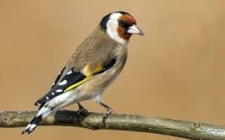 Женщины живут дольше мужчин на 5.4 года