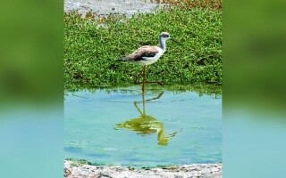 Исследование заповедника дикой природы Рас Аль Хор