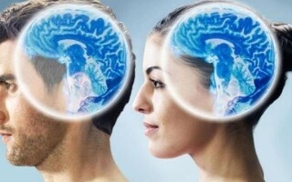 Исследование выявляет различия в активности мозга у мужчин и женщин