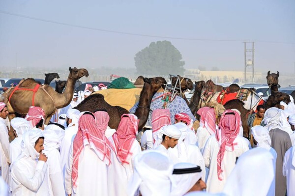 Competitions Begin at Al Dhafra's Suwihan Festival