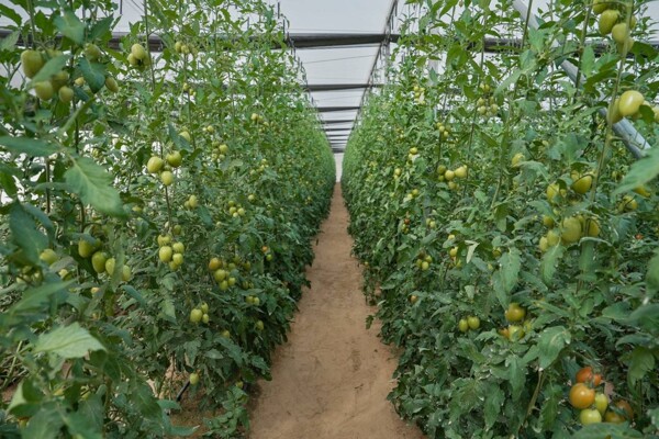 沙迦呼吁初创公司发展农业科技